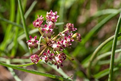 Asclepias michauxii, photographed by evangrimes