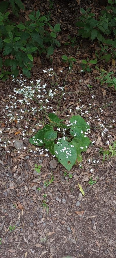 Crambe strigosa, photographed by Pablo MR