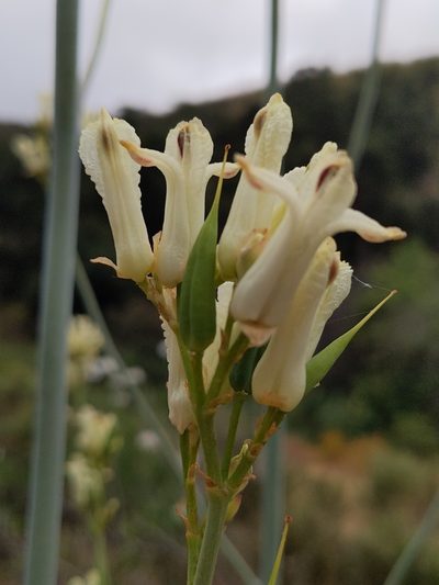 Ehrendorferia ochroleuca, photographed by Vasily Reinkymov