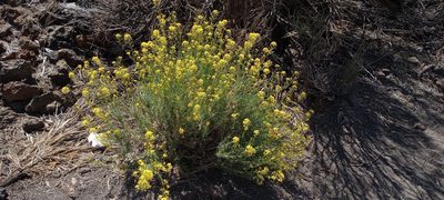 Descurainia bourgaeana, photographed by Pablo MR