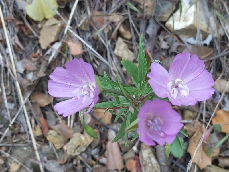 Clarkia bottae, photographed by Vasily Reinkymov