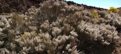 Cytisus supranubius, photographed by Pablo MR