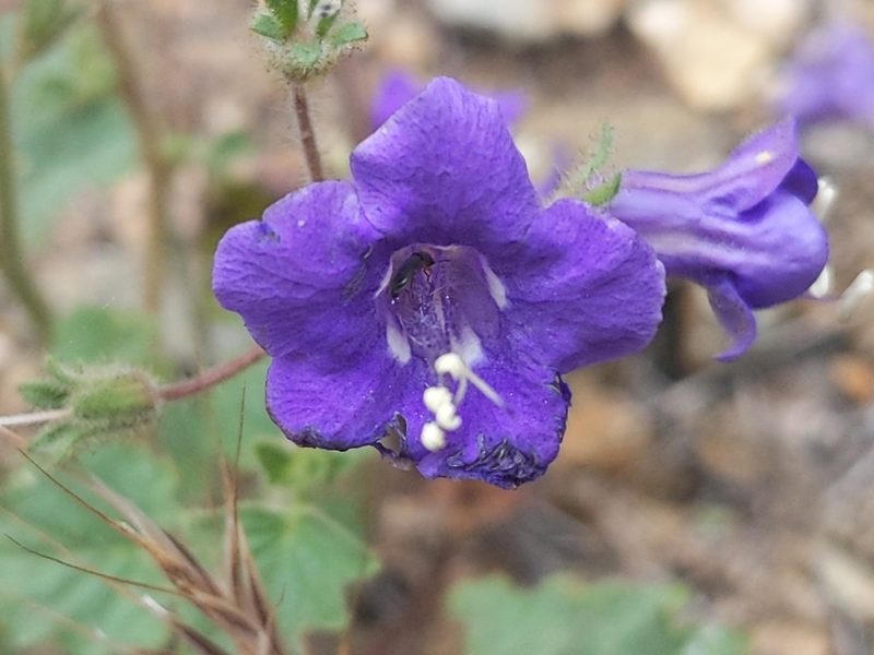 Phacelia minor, photographed by Vasily Reinkymov