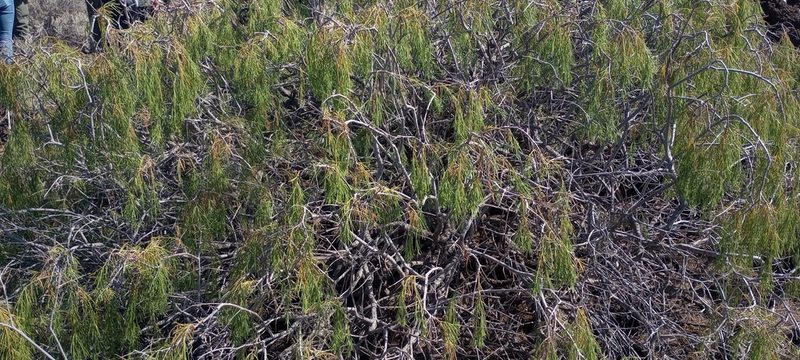Plocama pendula, photographed by Pablo MR