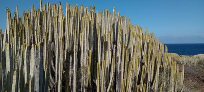 Euphorbia canariensis, photographed by Pablo MR