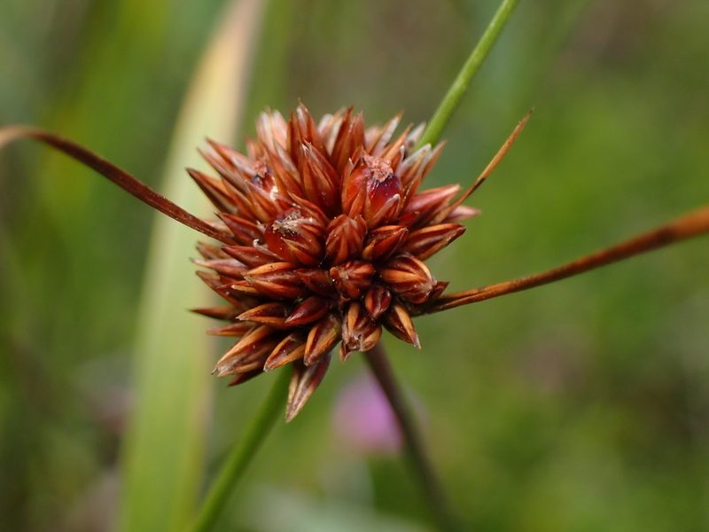 Juncus occidentalis, photographed by Cricket Raspet