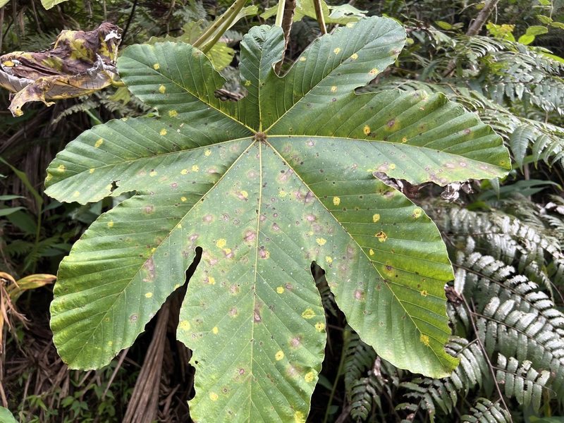 Cecropia schreberiana, photographed by Alan Weakley