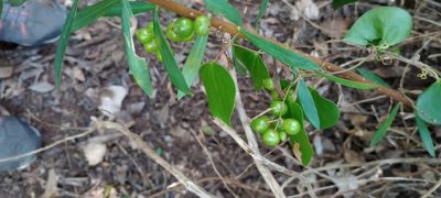 Smilax aspera, photographed by Pablo MR