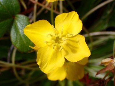Taraxia ovata, photographed by Cricket Raspet