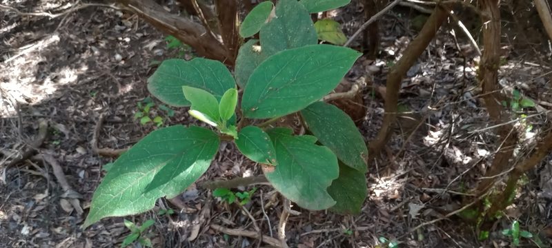 Viburnum rugosum, photographed by Pablo MR