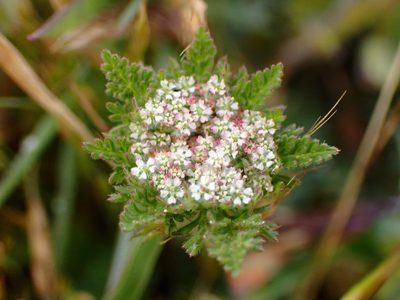 Daucus pusillus, photographed by Cricket Raspet