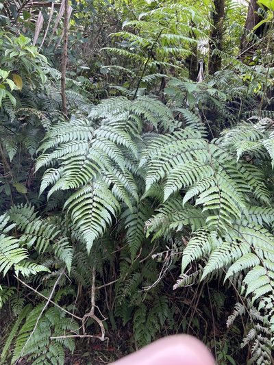 Cyathea borinquena, photographed by Alan Weakley