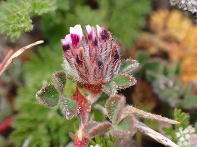 Trifolium macraei