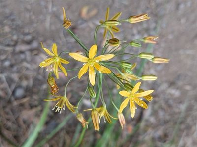 Bloomeria crocea, photographed by Vasily Reinkymov