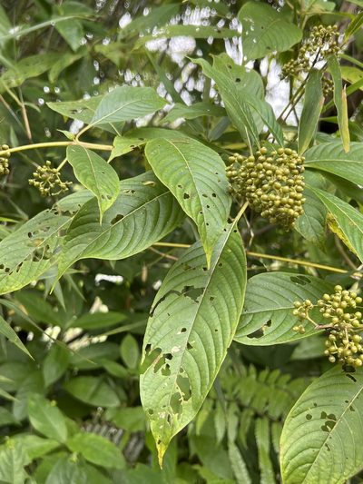 Palicourea berteroana, photographed by Alan Weakley