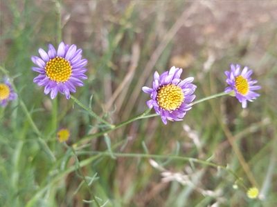 Erigeron foliosus, photographed by Vasily Reinkymov