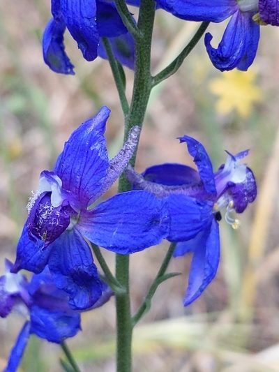 Delphinium parryi, photographed by Vasily Reinkymov