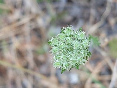 Daucus pusillus, photographed by Vasily Reinkymov