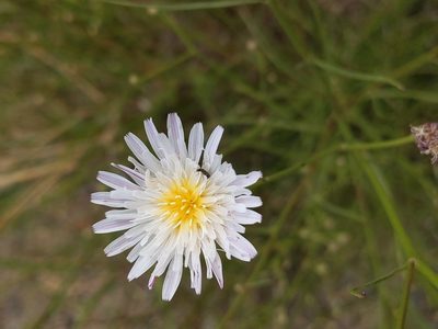 Malacothrix saxatilis, photographed by Vasily Reinkymov