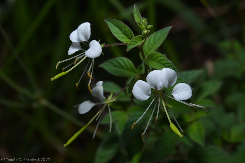 Cleome cordobensis, photographed by Tomás Carranza Perales