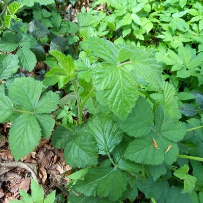 Rubus fruticosus, photographed by Andy Slater