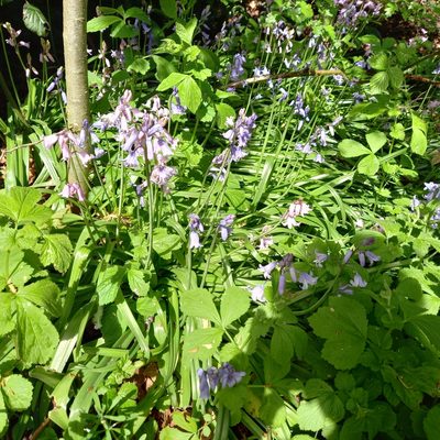 Hyacinthoides hispanica, photographed by Andy Slater