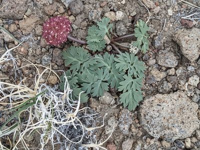 Cymopterus globosus, photographed by Trevor Van Loon
