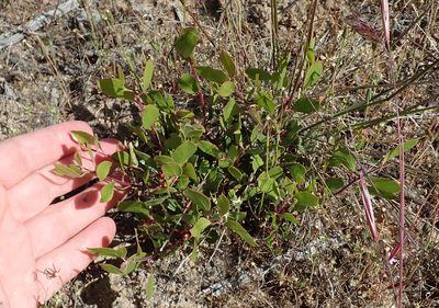 Arctostaphylos hookeri, photographed by Henrik Kibak