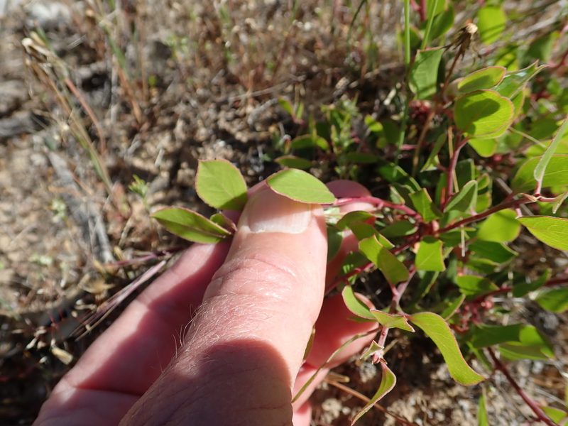 Arctostaphylos hookeri, photographed by Henrik Kibak