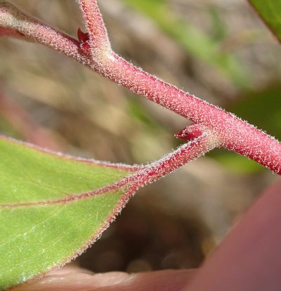 Arctostaphylos hookeri, photographed by Henrik Kibak
