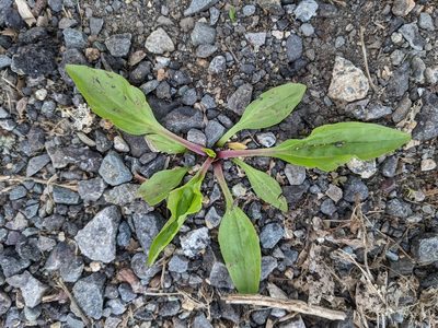 Plantago rugelii, photographed by Zac Peterson