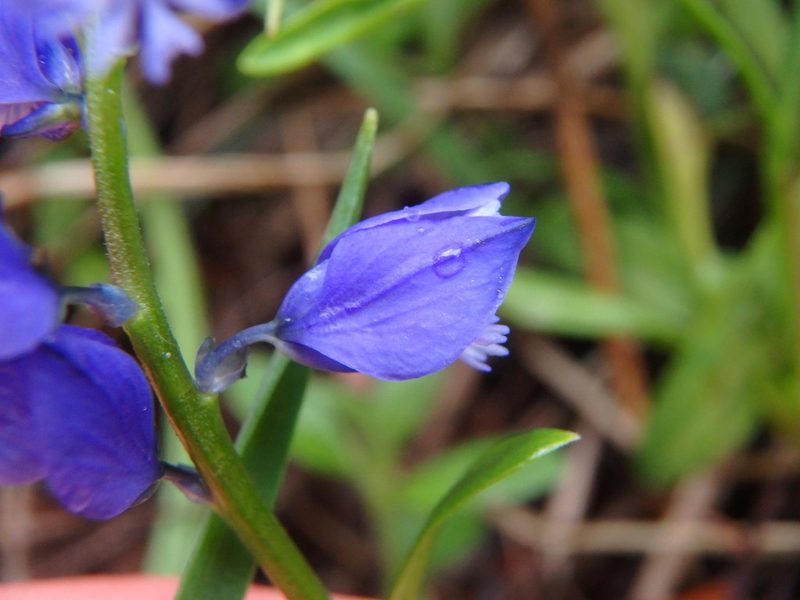 Polygala calcarea, photographed by Daniel Cahen