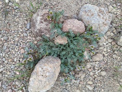 Astragalus iodanthus, photographed by Trevor Van Loon