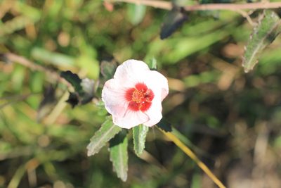 Pavonia hastata, photographed by Romi Galeota Lencina