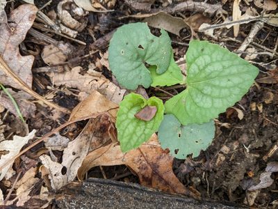 Viola hirsutula, photographed by RD