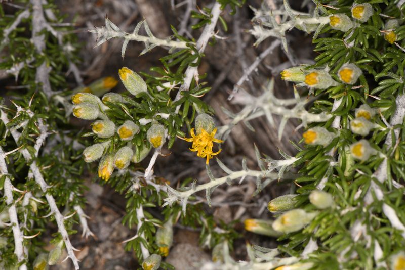 Tetradymia spinosa, photographed by Trevor Van Loon