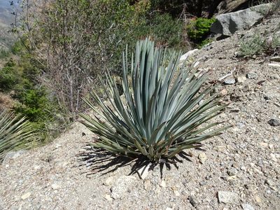 Hesperoyucca whipplei, photographed by Heather Dawnstar Sabin