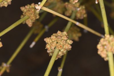 Ephedra nevadensis, photographed by Trevor Van Loon