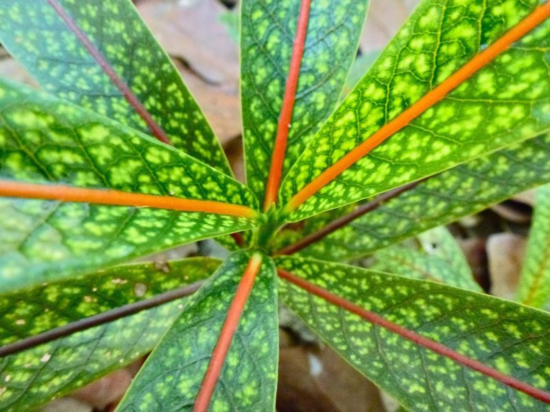 Coptosperma borbonicum, photographed by Eliane Küpfer