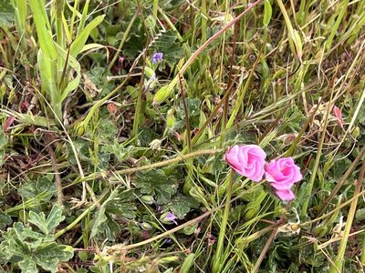 Sidalcea malviflora, photographed by Miguel Vieira