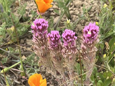 Castilleja exserta, photographed by Miguel Vieira