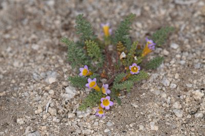 Phacelia bicolor, photographed by Trevor Van Loon