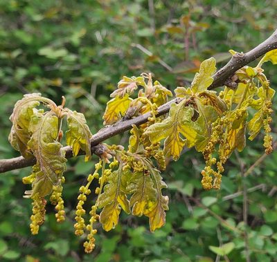 Quercus garryana, photographed by Jennifer Aitkens