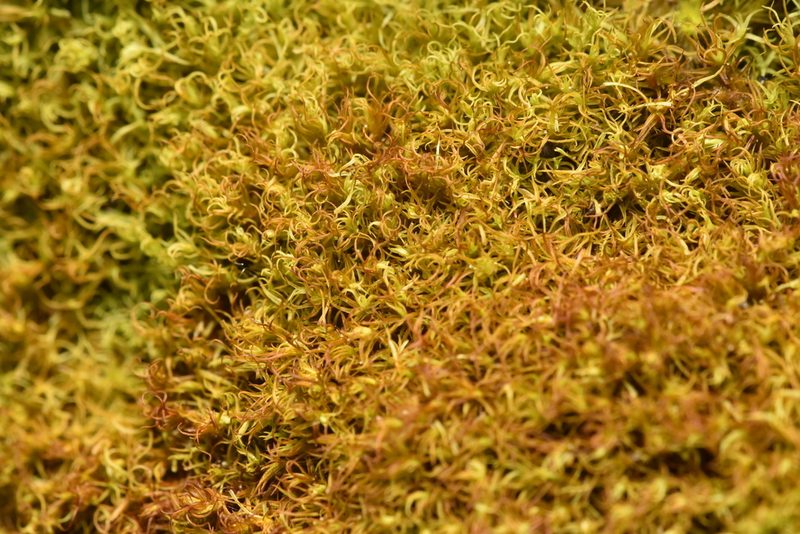Vinealobryum vineale, photographed by Braden J. Judson