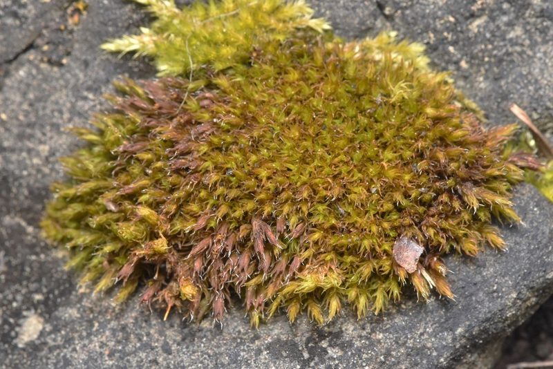 Schistidium papillosum, photographed by Braden J. Judson