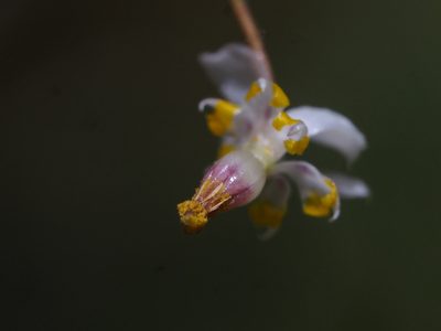 Vancouveria planipetala, photographed by Karen and Mike