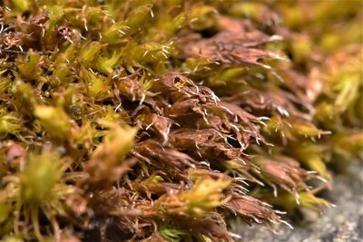 Schistidium papillosum, photographed by Braden J. Judson