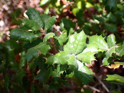 Quercus durata, photographed by Cricket Raspet