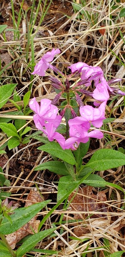 Phlox ovata, photographed by Stephan Eselgroth