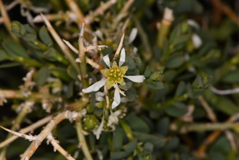 Glossopetalon spinescens, photographed by Trevor Van Loon
